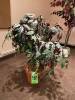 Fausse plante dans une base de poterie